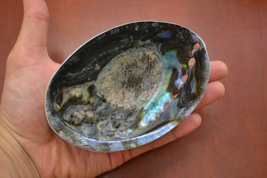 Hand holding a large abalone shell with colorful patterns on a wooden surface