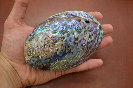Hand holding a colorful abalone shell against a brown background